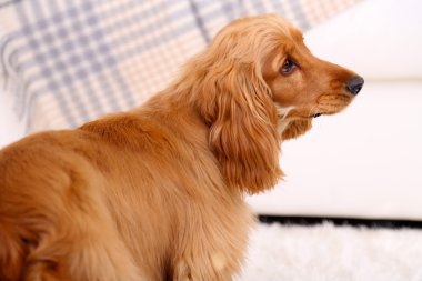 Oda güzel yavru horoz İspanyol