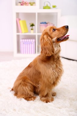 Oda güzel yavru horoz İspanyol