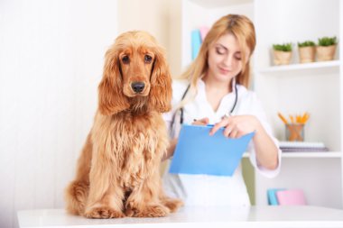 güzel genç kadın veteriner Kliniği köpek ile