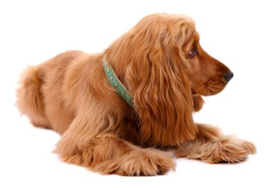 güzel cocker spaniel üzerinde beyaz izole