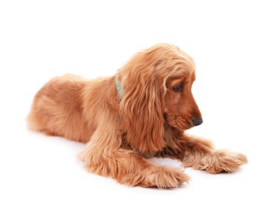 güzel cocker spaniel üzerinde beyaz izole