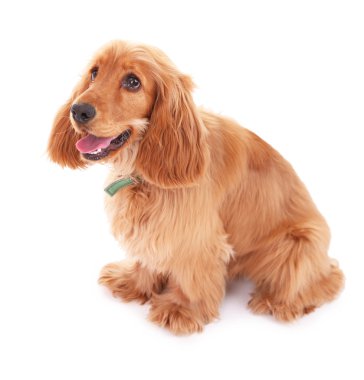güzel cocker spaniel üzerinde beyaz izole