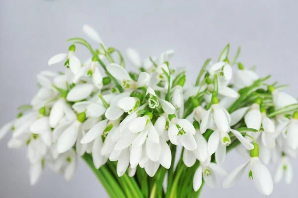 Beautiful snowdrops on grey background — Stock Photo, Image