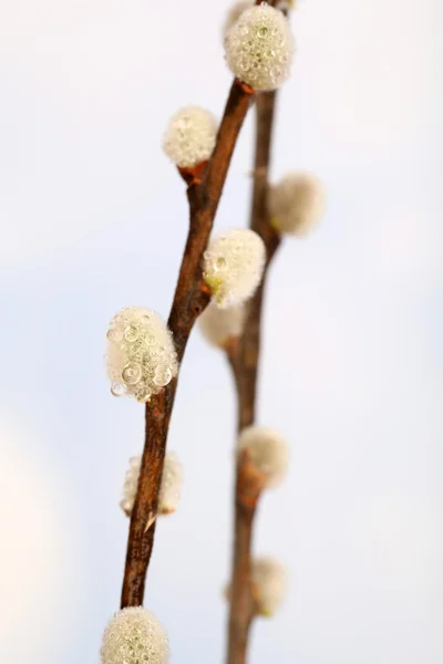 美しい猫-柳の小枝は、クローズ アップ — ストック写真