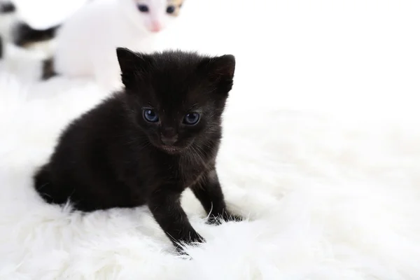 Gatinhos bonitos — Fotografia de Stock