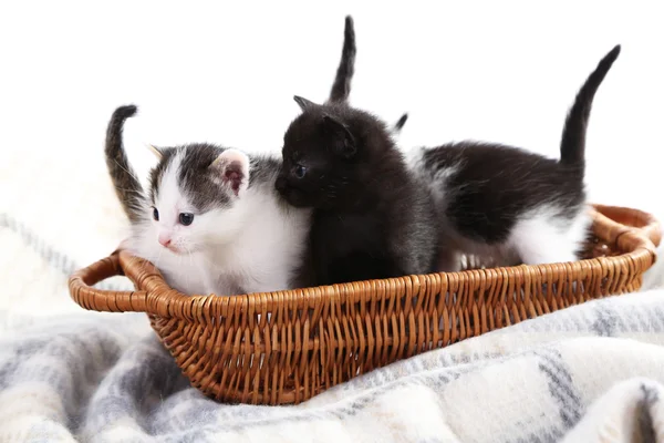 Cute little kittens in wicker basket — Stock Photo, Image