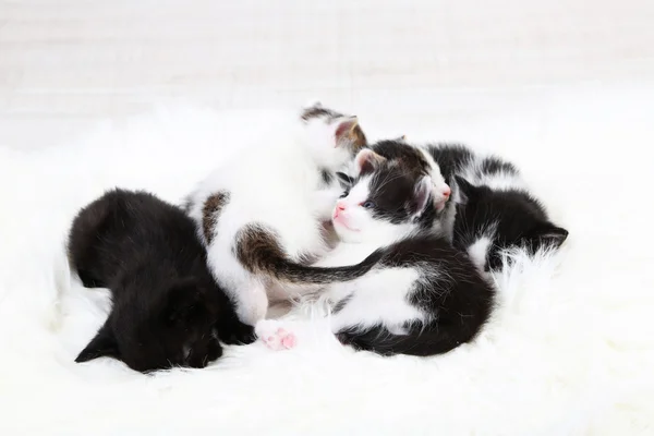 Gatinhos bonitos — Fotografia de Stock