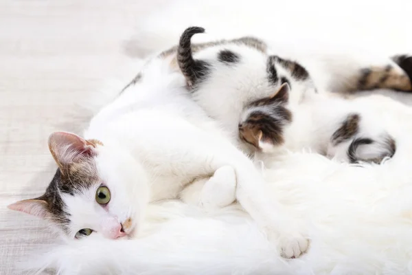 Милая кошка-мать и маленькие котята — стоковое фото
