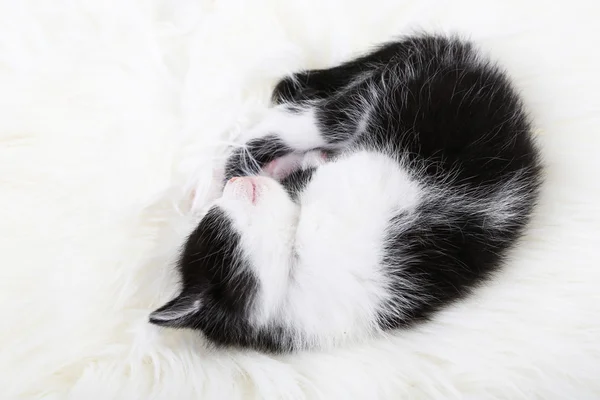 Niedliches kleines schwarzes Kätzchen — Stockfoto