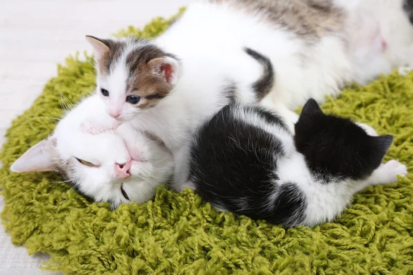 Draguta mama pisica si pisoi mici — Fotografie, imagine de stoc