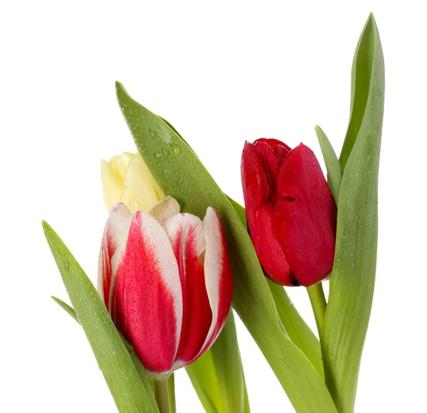Elszigetelt fehér tulipánok — Stock Fotó