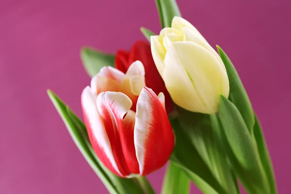Krásné tulipány na růžovém pozadí — Stock fotografie