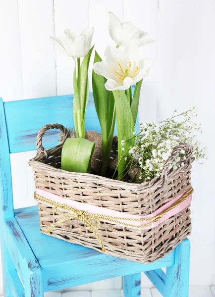 Красивые тюльпаны на синем стуле на фоне цвета дерева — стоковое фото