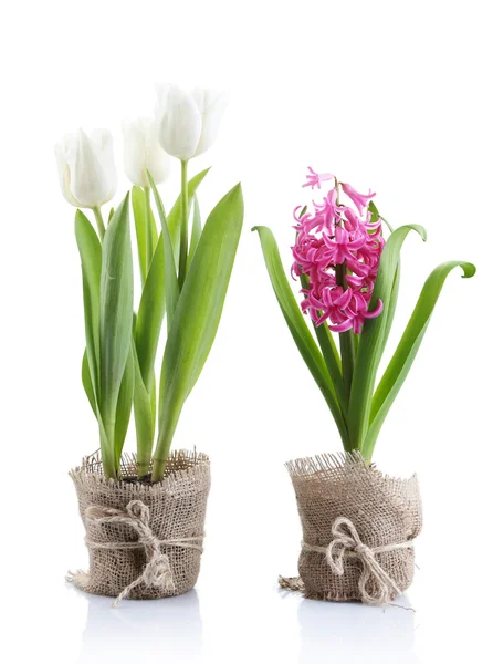 Schöne Tulpen und Hyazinthenblüten isoliert auf weiß — Stockfoto