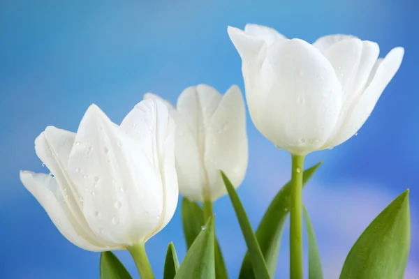 Красиві тюльпани на яскравому фоні — стокове фото