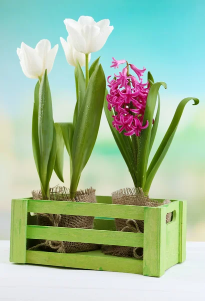 Hermosos tulipanes y flor de jacinto en caja de madera sobre fondo brillante —  Fotos de Stock