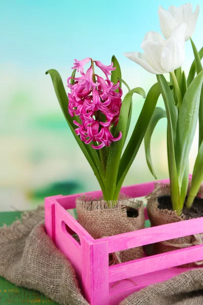 Piękne tulipany, hiacynt kwiaty w drewniane pudełko na jasnym tle — Zdjęcie stockowe