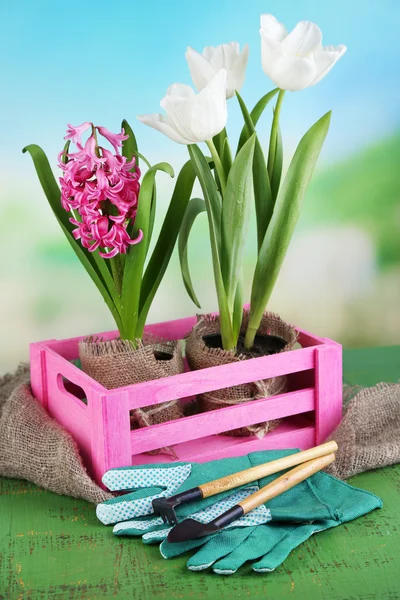 Wunderschöne Tulpen und Hyazinthenblüten in Holzkiste auf hellem Hintergrund — Stockfoto