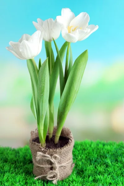 Beautiful tulips in pot  on green grass, on bright background — Stock Photo, Image