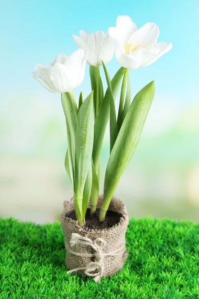 Hermosos tulipanes en maceta sobre hierba verde, sobre fondo brillante — Foto de Stock