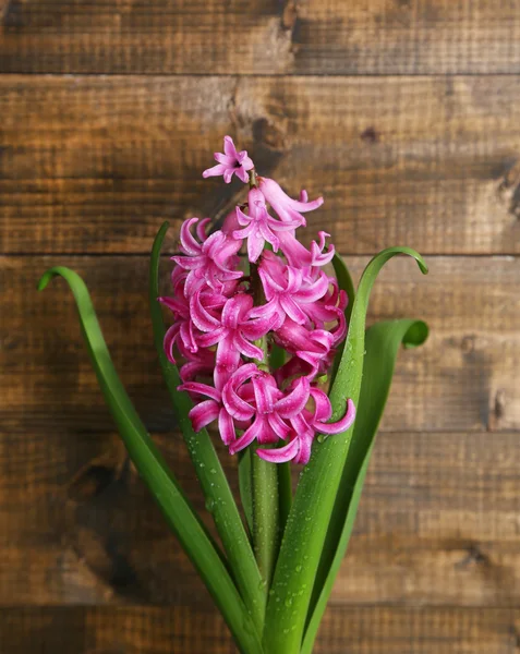 Beautiful pink hyacinth flower on wooden background — Stock Photo, Image