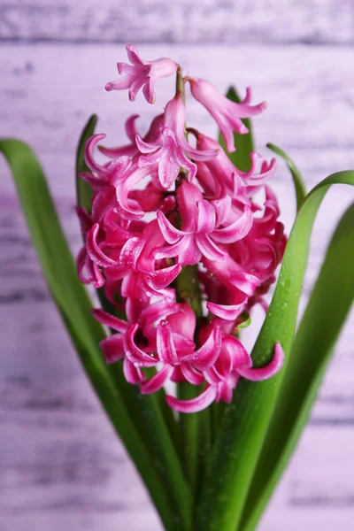 Beautiful pink hyacinth flower on color wooden background — Stock Photo, Image