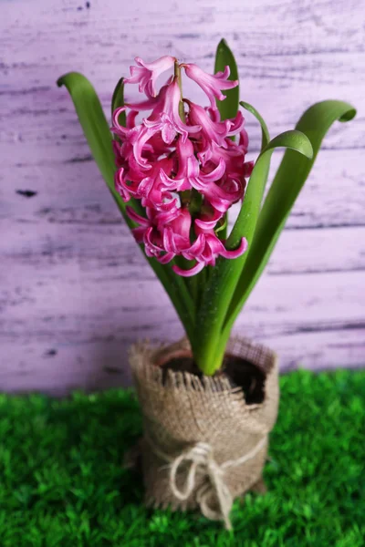 Bellissimo fiore di giacinto rosa su sfondo di legno di colore — Foto Stock