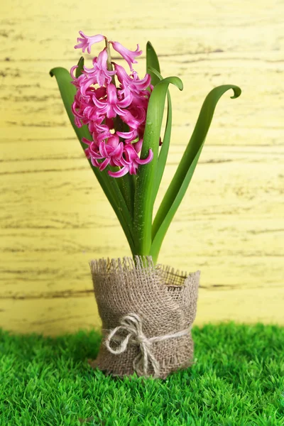 Beautiful pink hyacinth flower on color wooden background — Stock Photo, Image