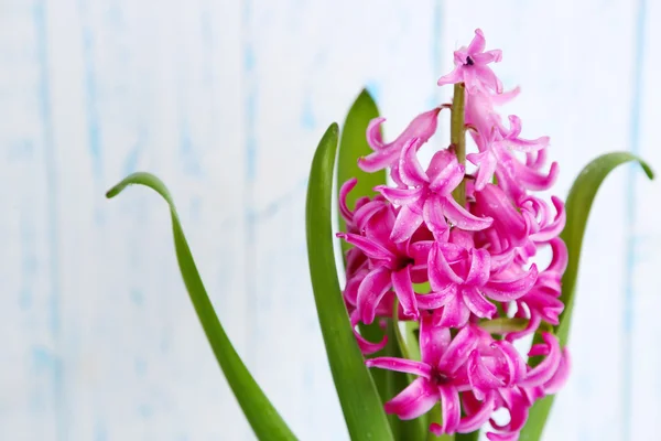 Beautiful pink hyacinth flower on color wooden background — Stock Photo, Image