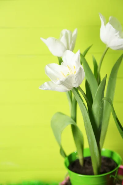 Hermosos tulipanes sobre fondo de madera color — Foto de Stock