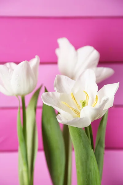 Hermosos tulipanes sobre fondo de madera color — Foto de Stock