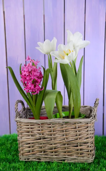 Hermosos tulipanes y flor de jacinto en canasta de mimbre, sobre hierba verde sobre fondo de madera de color — Foto de Stock