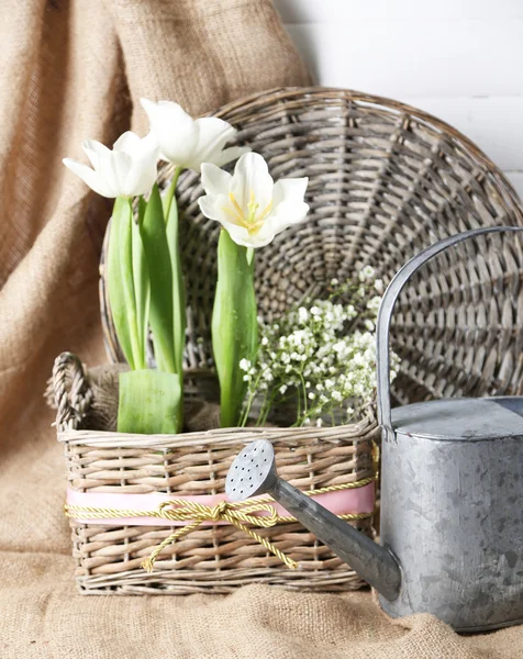 Beautiful tulips in wicker basket, on color wooden background — Stock Photo, Image