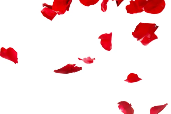 Vackra röda rosenblad, isolerad på vit — Stockfoto