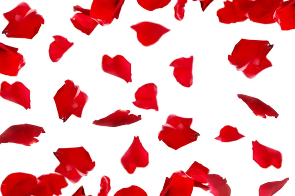 Piękne czerwone płatki róż, na białym tle — Zdjęcie stockowe