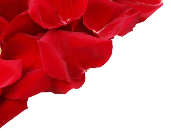 Beautiful red rose petals, isolated on white — Stock Photo, Image