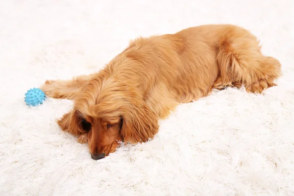 Hermoso cocker spaniel en alfombra blanca —  Fotos de Stock