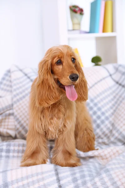 Schön cocker spaniel auf couch im zimmer — Stockfoto