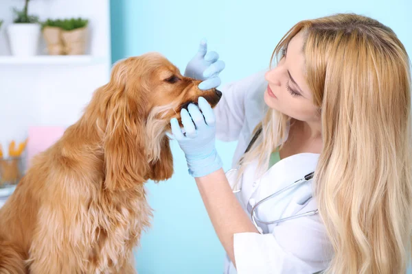 Schöne junge Tierärztin untersucht Hund in Klinik — Stockfoto