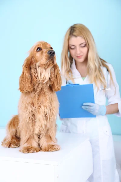 Belle jeune vétérinaire femelle avec chien en clinique — Photo