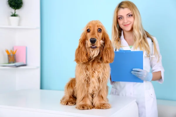 Mooie jonge vrouwelijke dierenarts met hond in de kliniek — Stockfoto