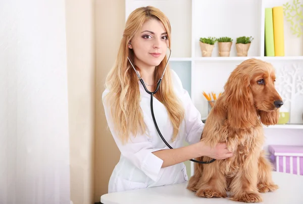 Vacker ung kvinnlig veterinär undersöker hund på kliniken — Stockfoto