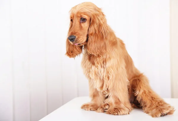 Bellissimo cocker spaniel su sfondo bianco — Foto Stock