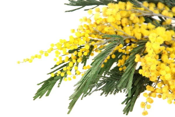 Ramitas de flores de mimosa, de cerca — Foto de Stock