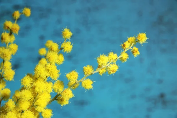 Twigs of mimosa flowers on blue wooden background — Stock Photo, Image