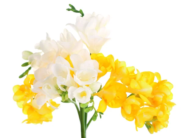 Beautiful freesia flowers, isolated on white — Stock Photo, Image