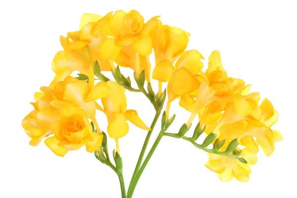 Lindas flores freesia, isoladas em branco — Fotografia de Stock