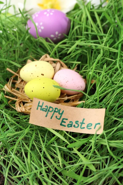 Easter eggs on green grass, close up — Stock Photo, Image