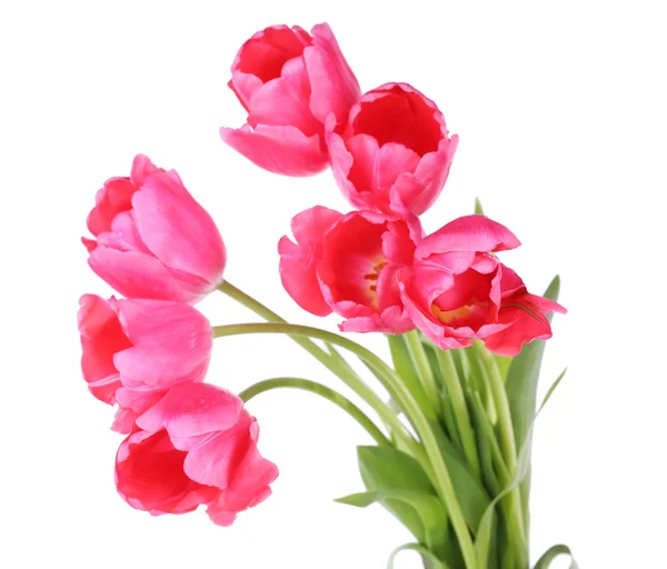 Pink tulips isolated on white — Stock Photo, Image