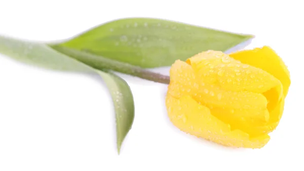 Желтый тюльпан крупным планом — стоковое фото